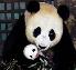 giant panda