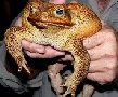 monster toad